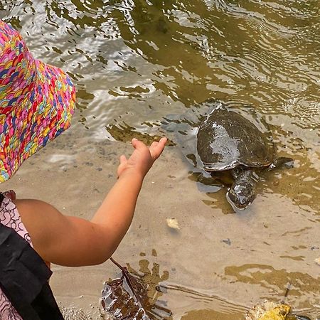 Tasman Holiday Parks - Cairns Cool Waters Εξωτερικό φωτογραφία